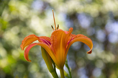 Close-up of orange lily blooming outdoors