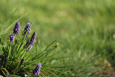 Close-up of purple flowering plant on field