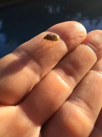 Close-up of ladybug on hand