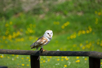 Bird perching on railing