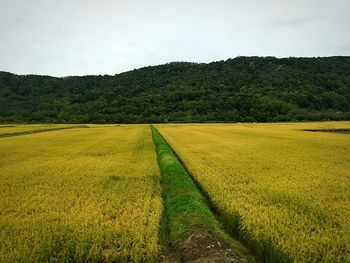 Scenic view of grassy field against sky