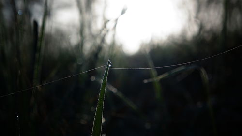 Close-up of water drops on grass against blurred background