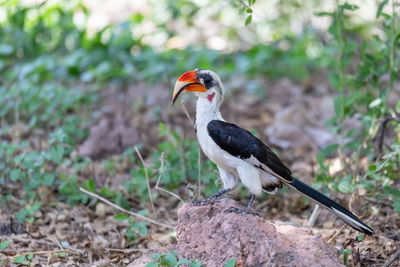 Close-up of bird perching on rock