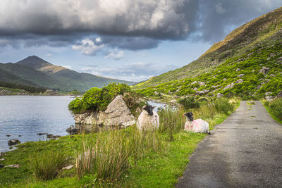 Two sheep or rams resting on the grass between lake and country road in black valley, ireland