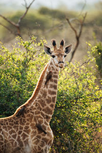 Portrait of giraffe standing on tree