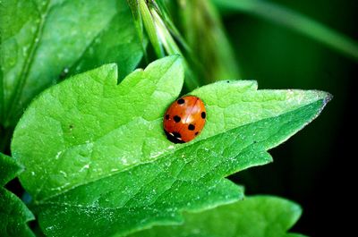 Close-up of ladybug on leaf