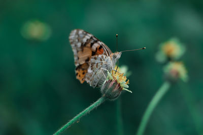 Close-up of butterfly pollinating on flower