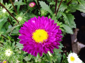 Close-up of fresh pink daisy blooming outdoors