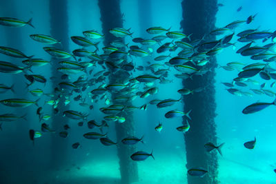 Fish swimming in sea