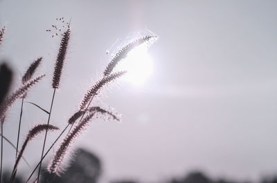 Low angle view of stalks against the sky