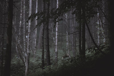 Trees in forest