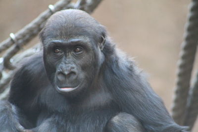 Close-up portrait of gorilla in zoo