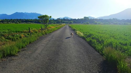 Dirt road passing through field