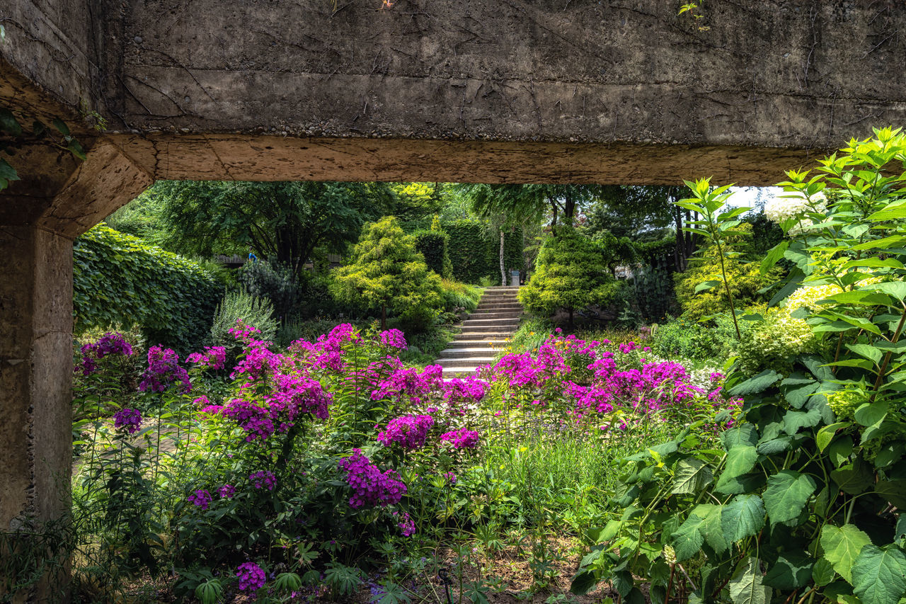 FLOWERING PLANTS IN PARK