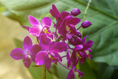 Close-up of pink flowering plant