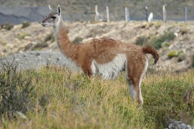 Guanaco standing in a field