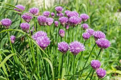 Close-up of purple flowers blooming in field