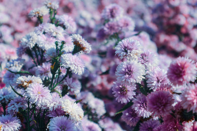 Close-up of pink cherry blossoms