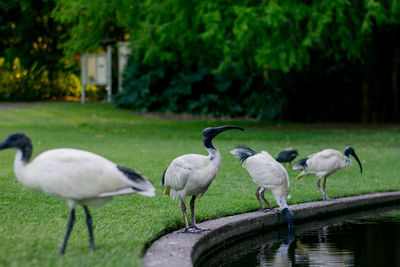 Four big black and white ibis bird on the edge of the lake