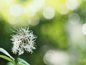 Close-up of plant against blurred background