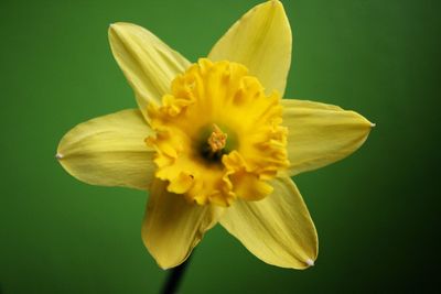 Close-up of yellow flower