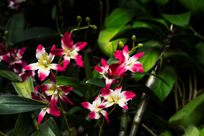 Close-up of pink flowering plants