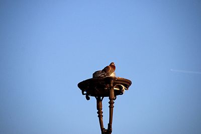 Low angle view of eagle perching on pole against clear blue sky