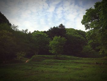 Trees in forest against sky