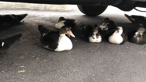 Cat lying on the ground