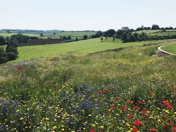 Scenic view of grassy field against clear sky