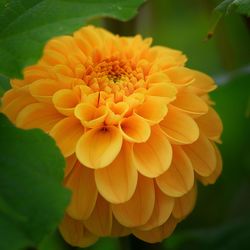 Close-up of yellow flower blooming outdoors