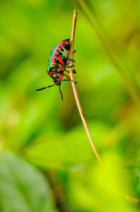 Close-up of butterfly pollinating on flower