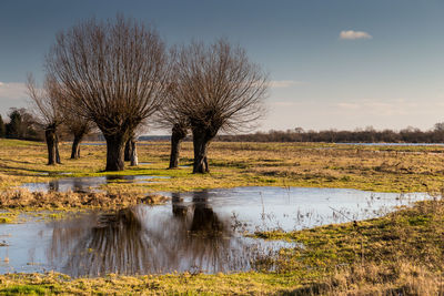 Bare trees on field against sky. bug river. poland