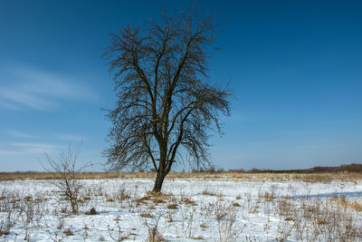 A large leafless tree on the winter meadow, horizon and sky