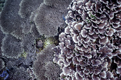 reef