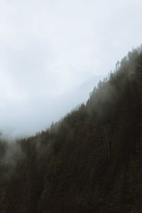 Scenic view of forest against sky