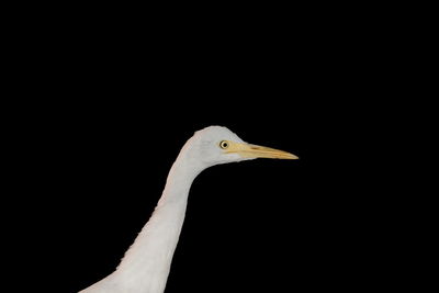 Close-up of a bird against black background