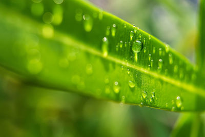 Close-up of wet plant leaves during rainy season