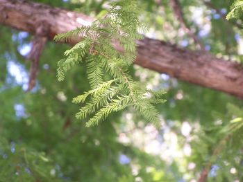 Close-up of plant