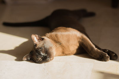 Close-up of cat sleeping on floor at home