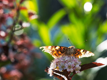 A butterfly in summer