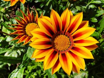 Close-up of yellow flower