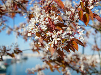 Low angle view of cherry blossom tree