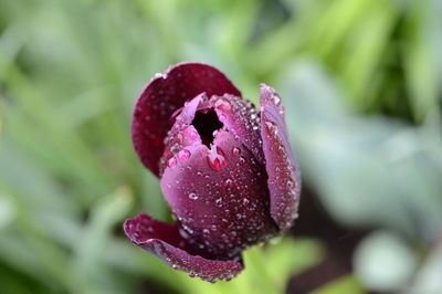 Close-up of wet red rose flower