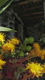 Close-up of yellow flowers blooming outdoors