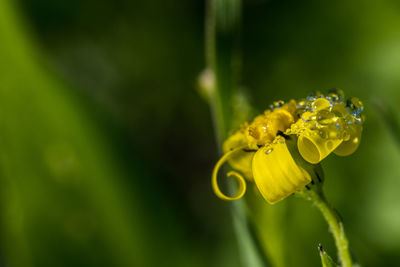 Close-up of yellow flower