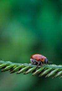 Close-up of insect on leaf