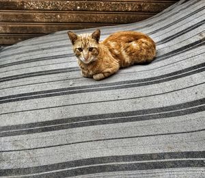 High angle view of cat sitting on wood