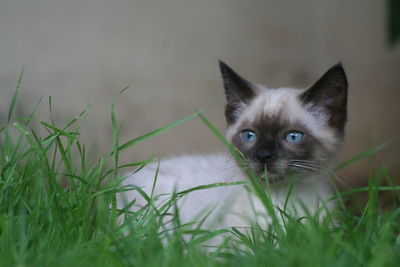 Portrait of cat on grass