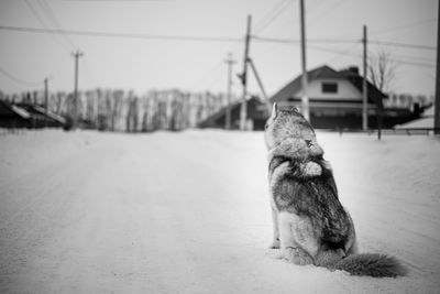 Cat looking away on snow covered landscape
